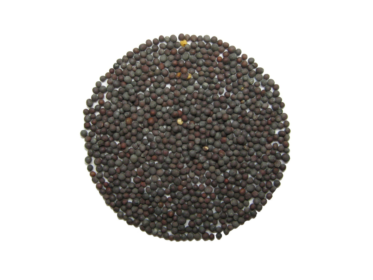 Musztarda czarna. 100 gr